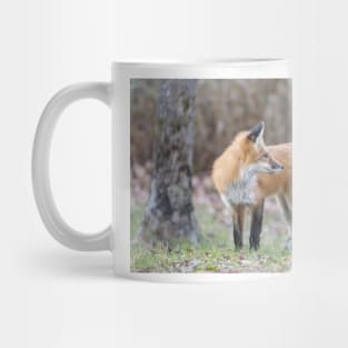 A very friendly red fox Mug